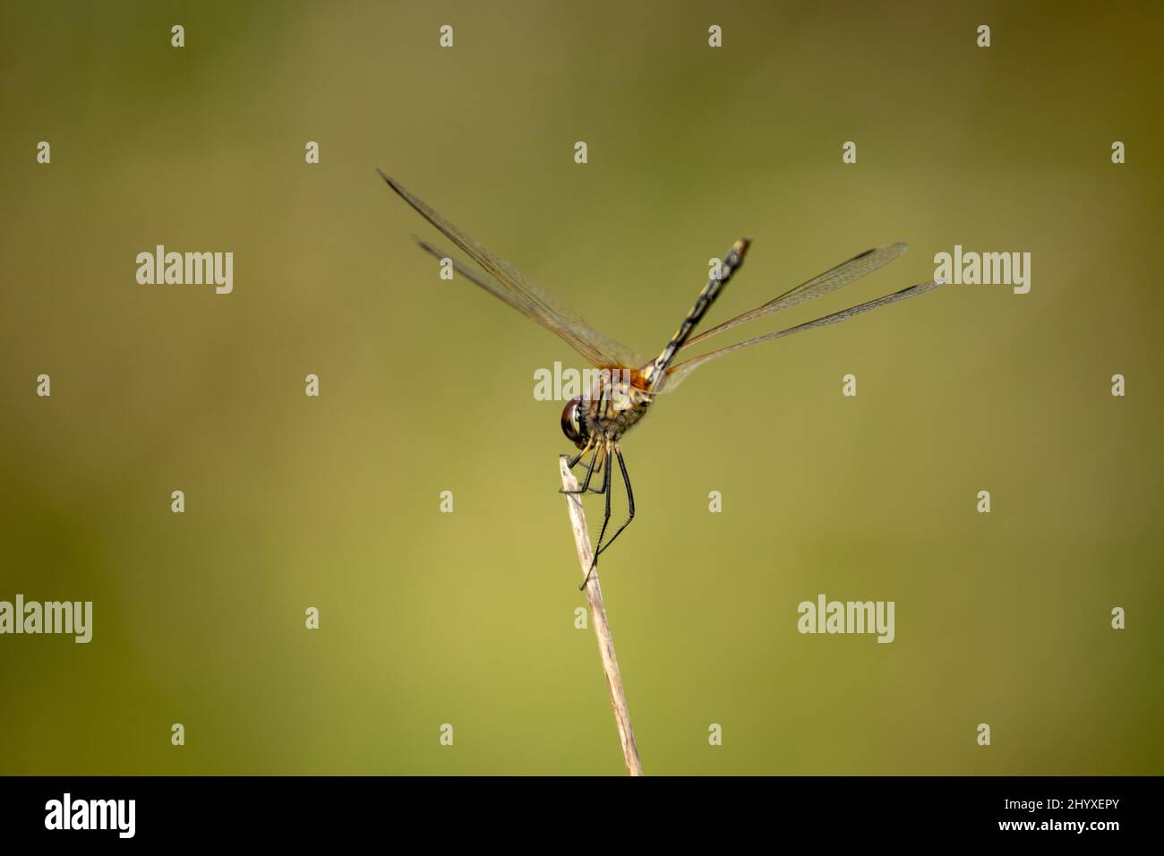 Backside view of resting dragonfly raises its tail up. Stock Photo