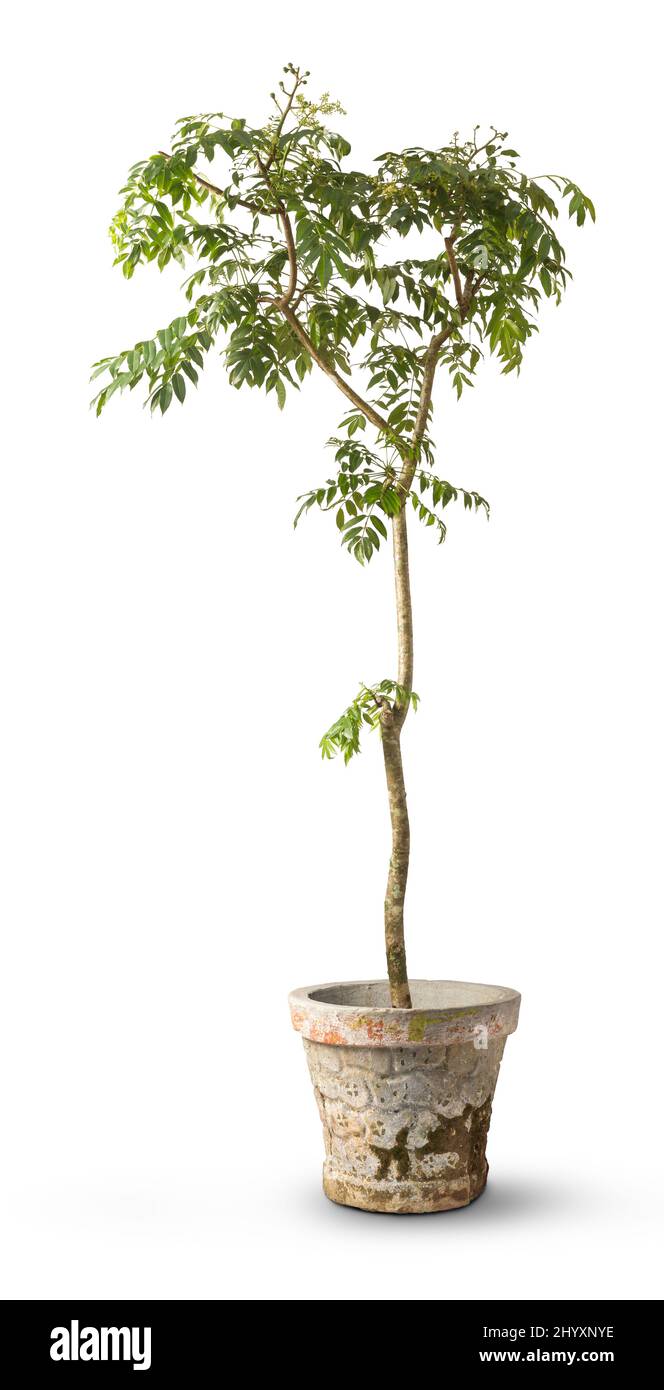 Dwarf ambarella hires stock photography and images Alamy