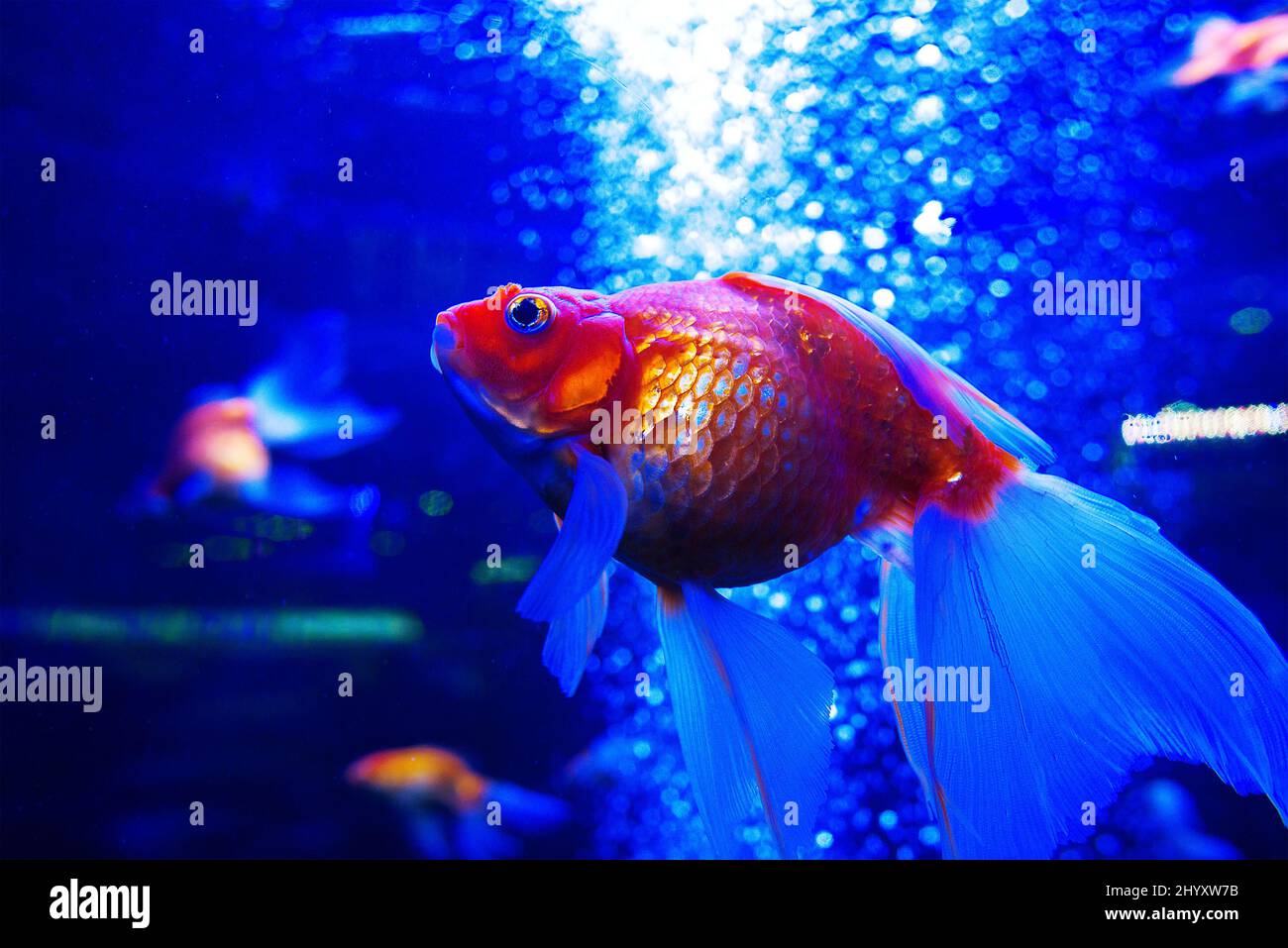 goldfish ryuikin diving underwater in aquarium on blue background Stock Photo