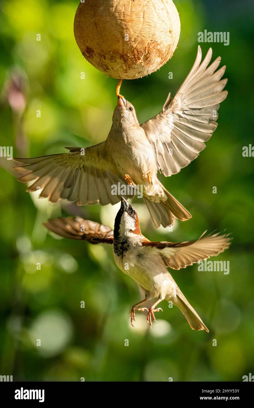 Female and male House Sparrows hovering in mid air to catch mealworm ...