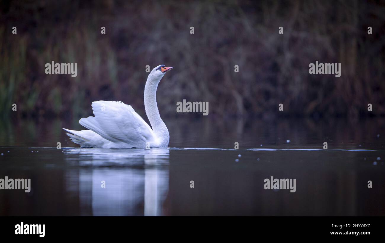 Natural scene with a lonely white swan in the pond Stock Photo - Alamy