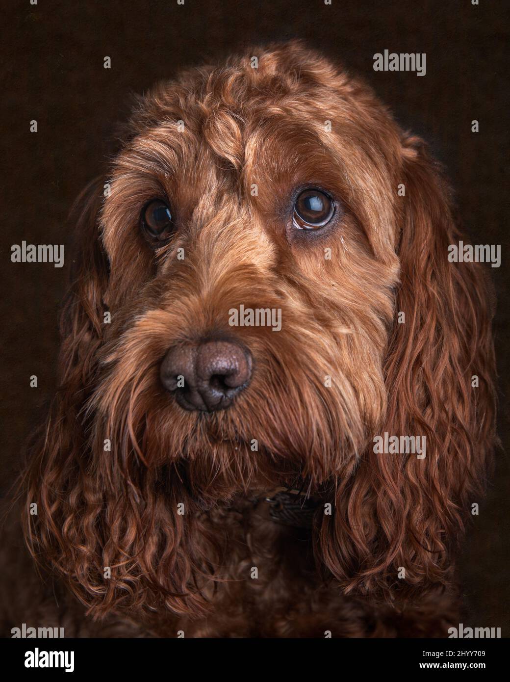 A red cockapoo dog sitting attentively during a studio portrait session Stock Photo