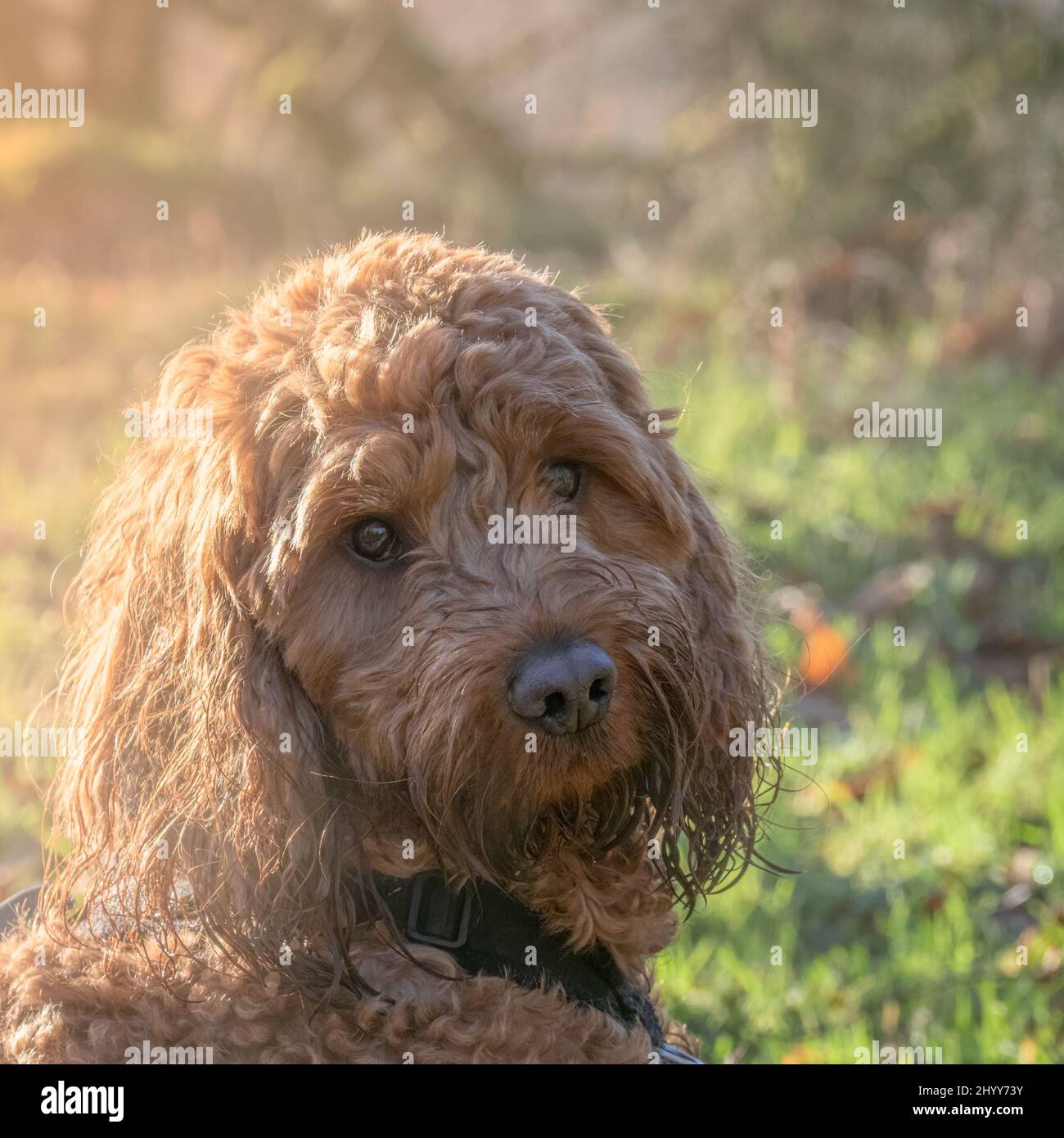 A red cockapoo dog sitting attentively during an outdoor portrait session Stock Photo