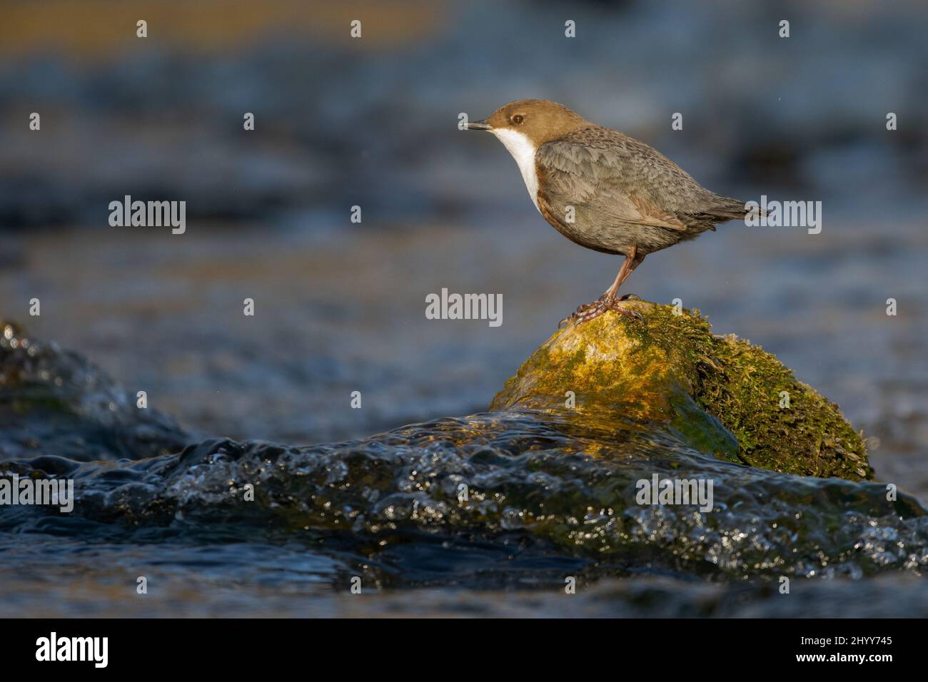 White-throated dipper cinclus cinclus standing on rock with moss in fast flowing river looking at camera on sunny day Stock Photo