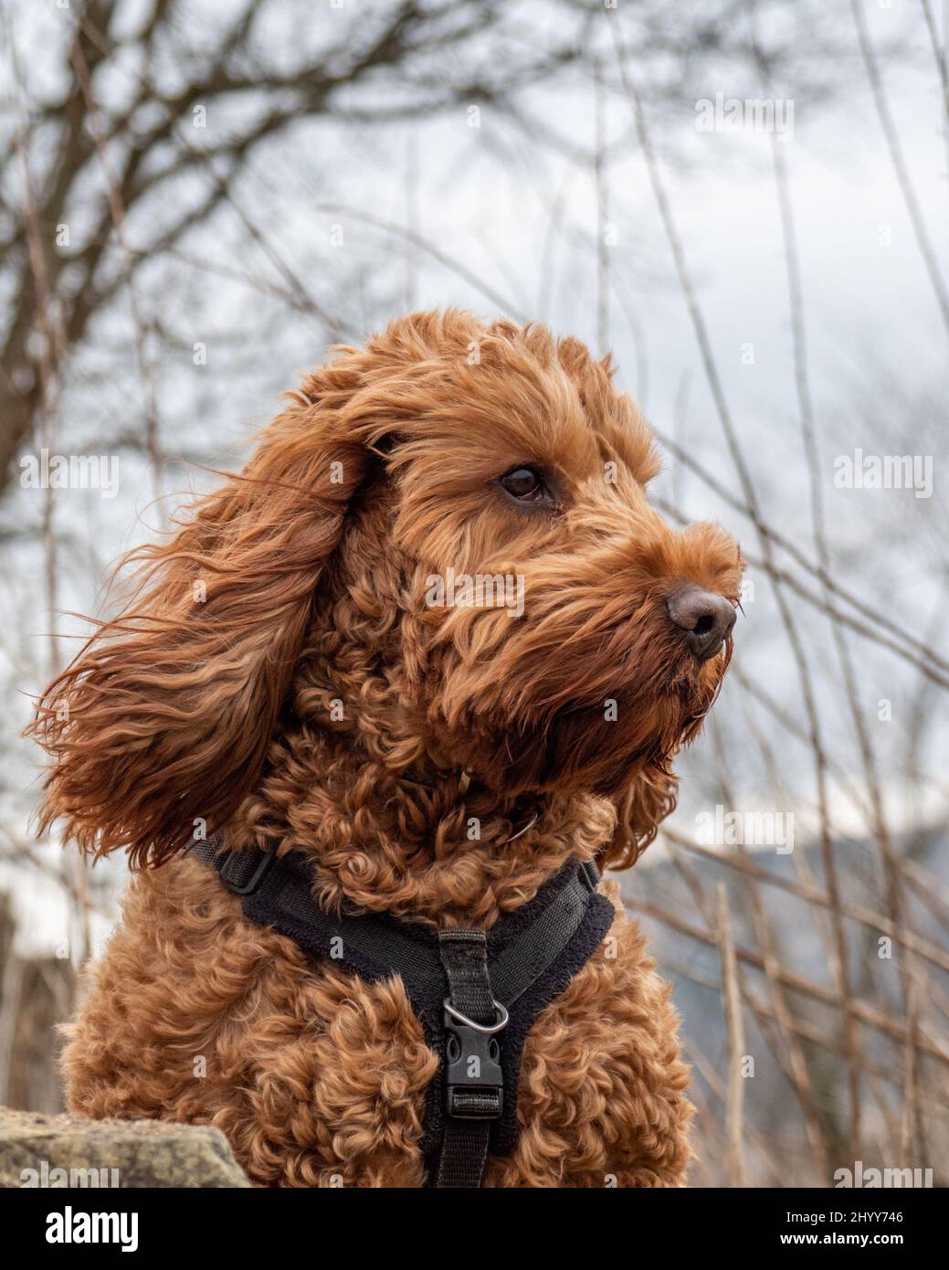 A red cockapoo dog sitting attentively on a wall watching his surroundings Stock Photo