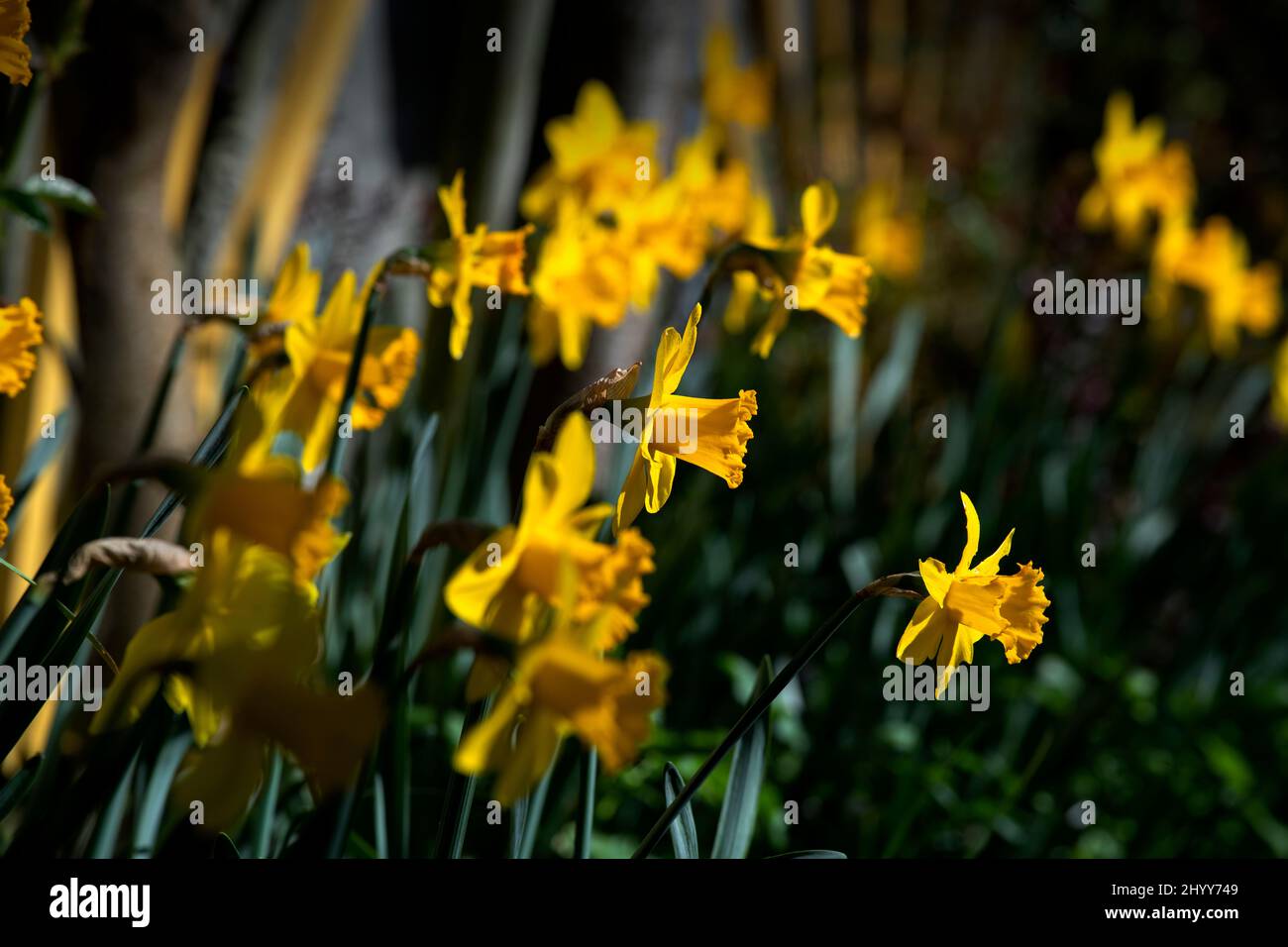 Daffodils in photographers garden Thaxted Essex UK 15 March 2022 Stock Photo