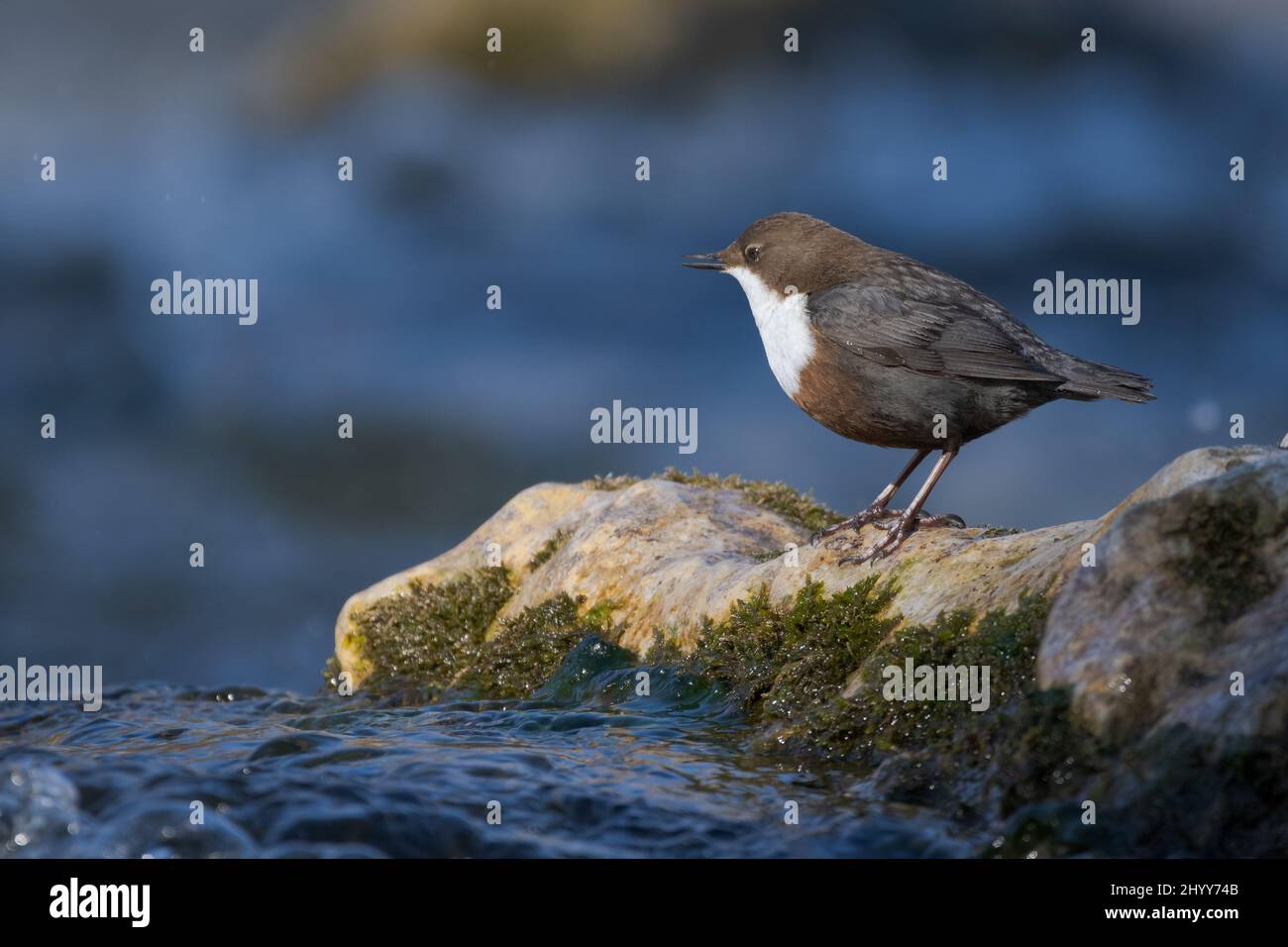 White-throated dipper cinclus cinclus standing on rock with moss in fast flowing river looking at camera on sunny day Stock Photo