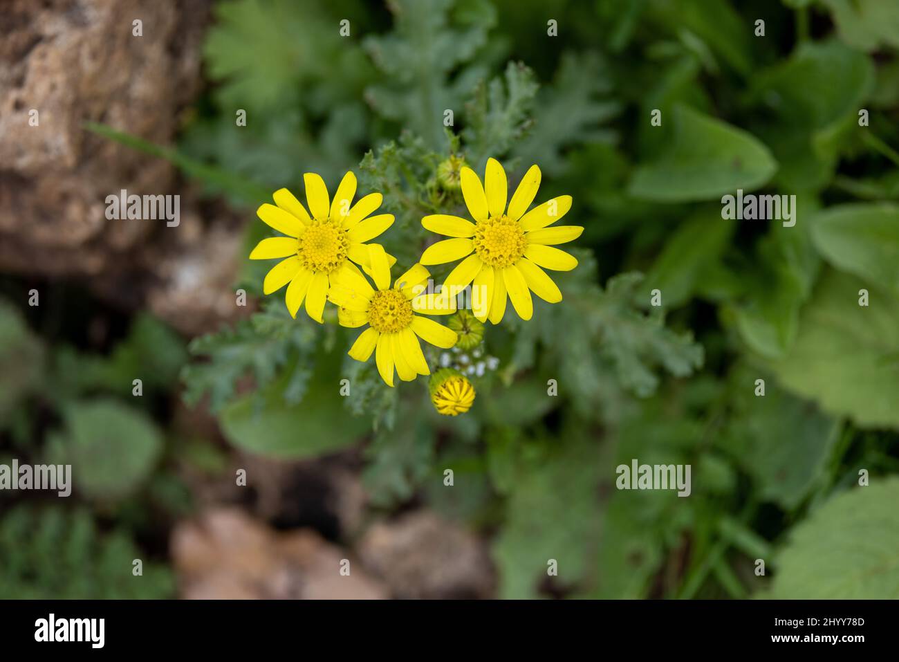 Flowers of Oxford ragwort blooming outdoors Stock Photo