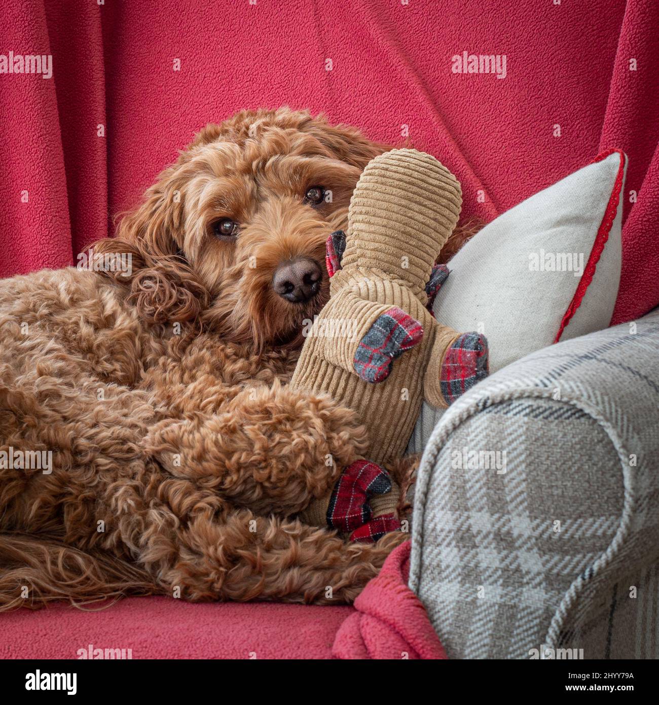 A red cockapoo dog lying down cuddling his toy during a studio portrait session Stock Photo