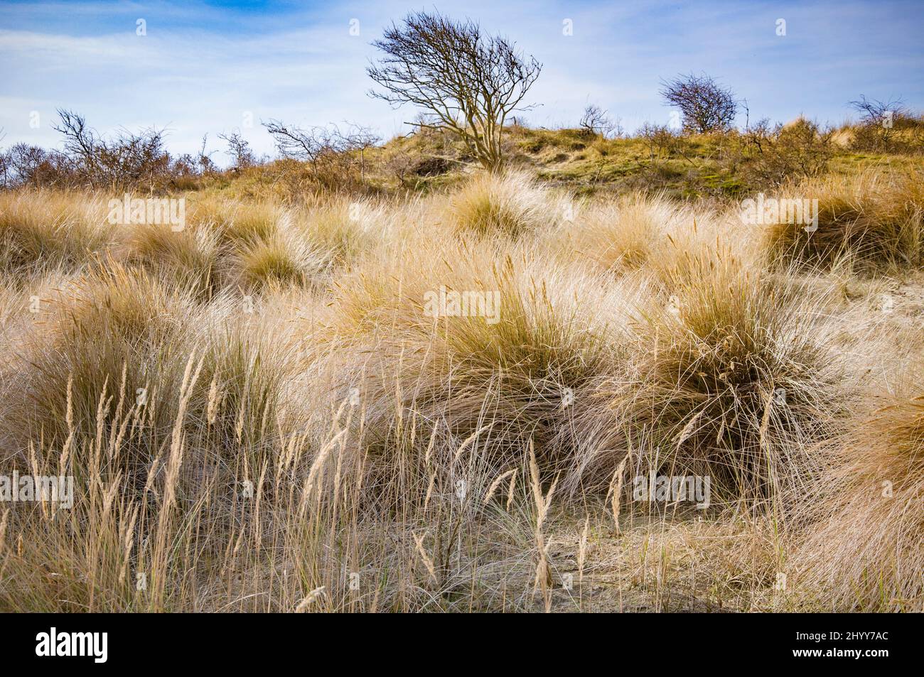 Dunes in Netherlands. Beautiful spring landscape Stock Photo