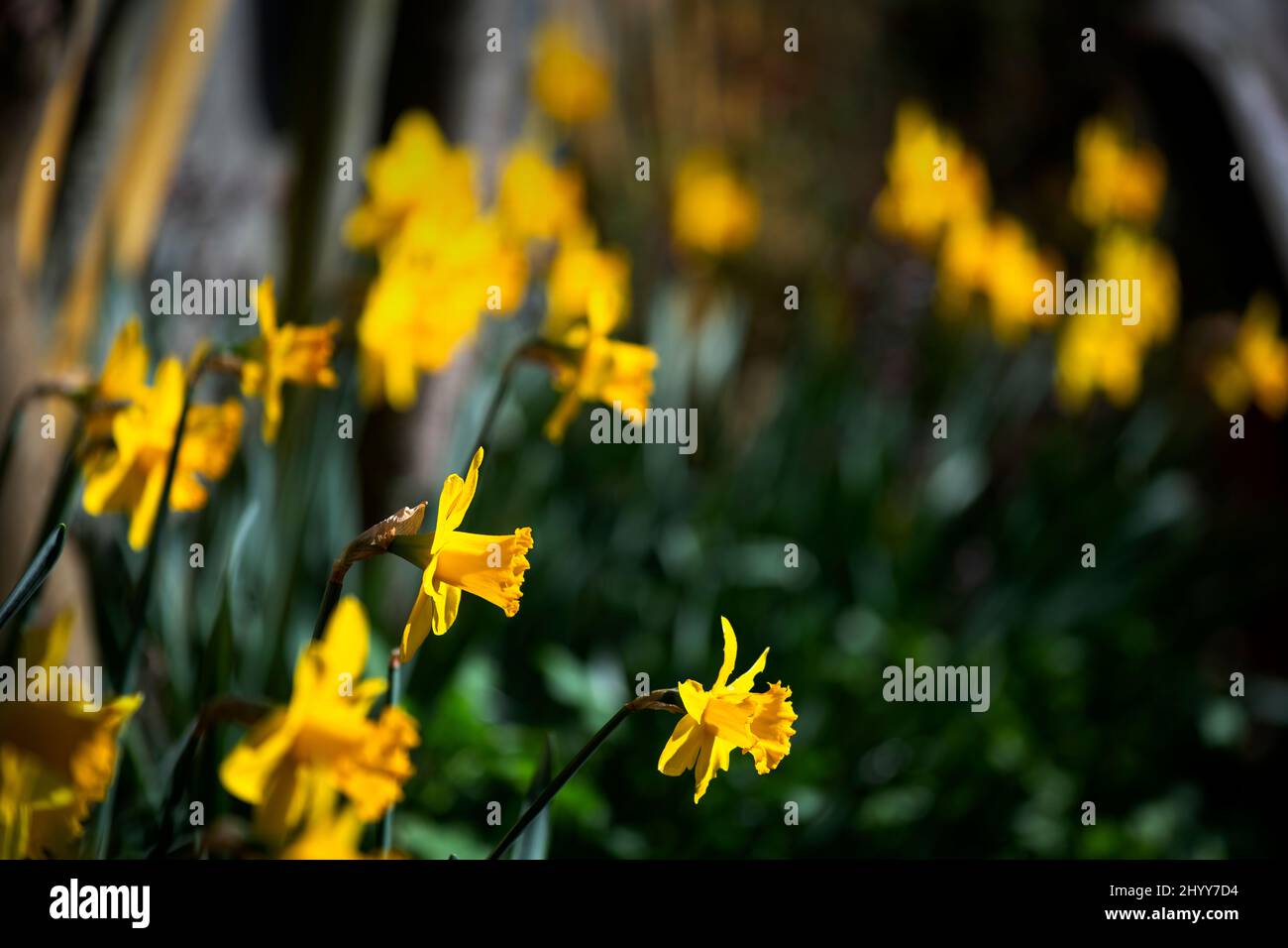 Daffodils in photographers garden Thaxted Essex UK 15 March 2022 Stock Photo