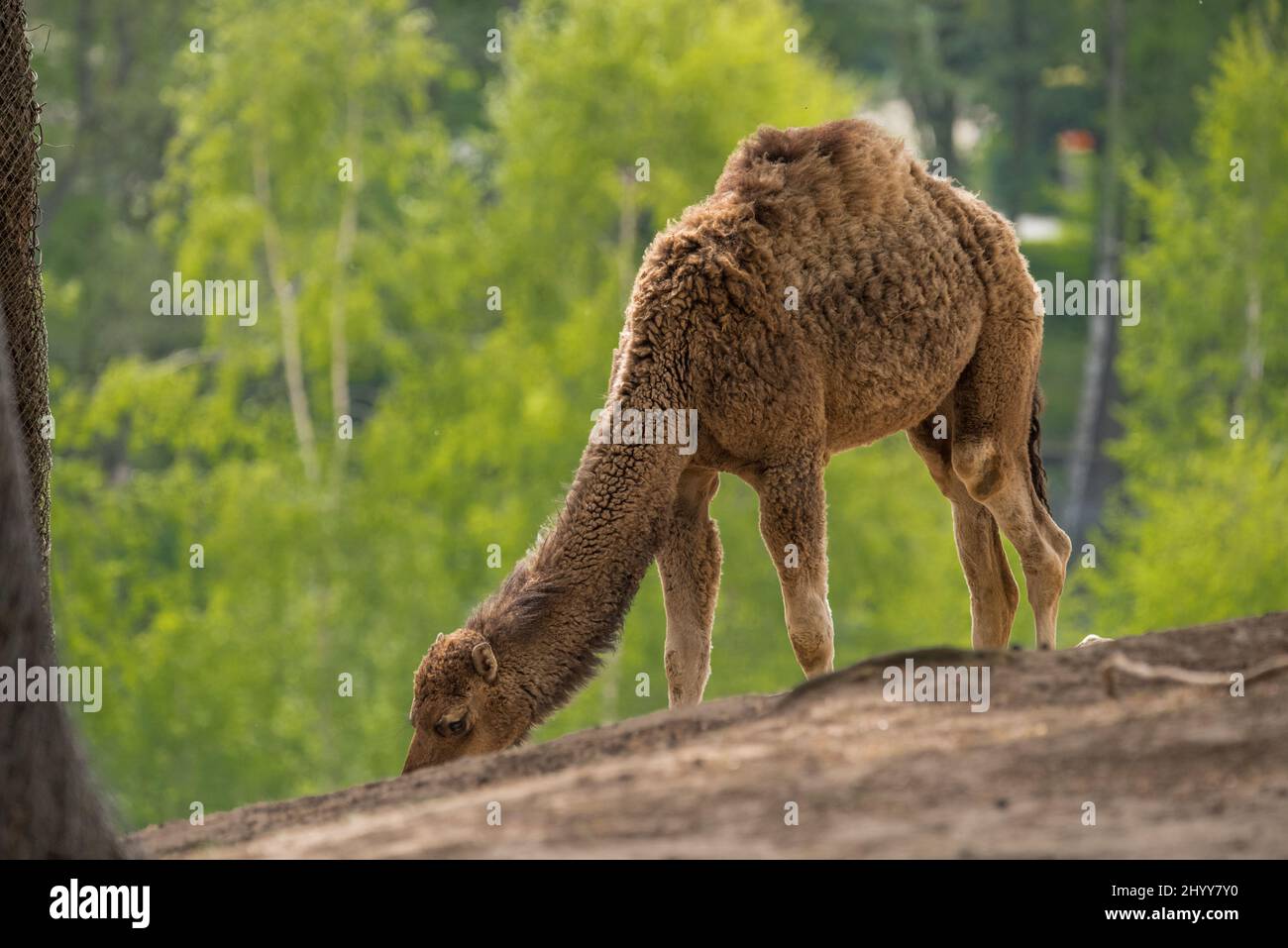 Single dromedary (Camelus dromedarius) or Arabian camel, pasturing in ...