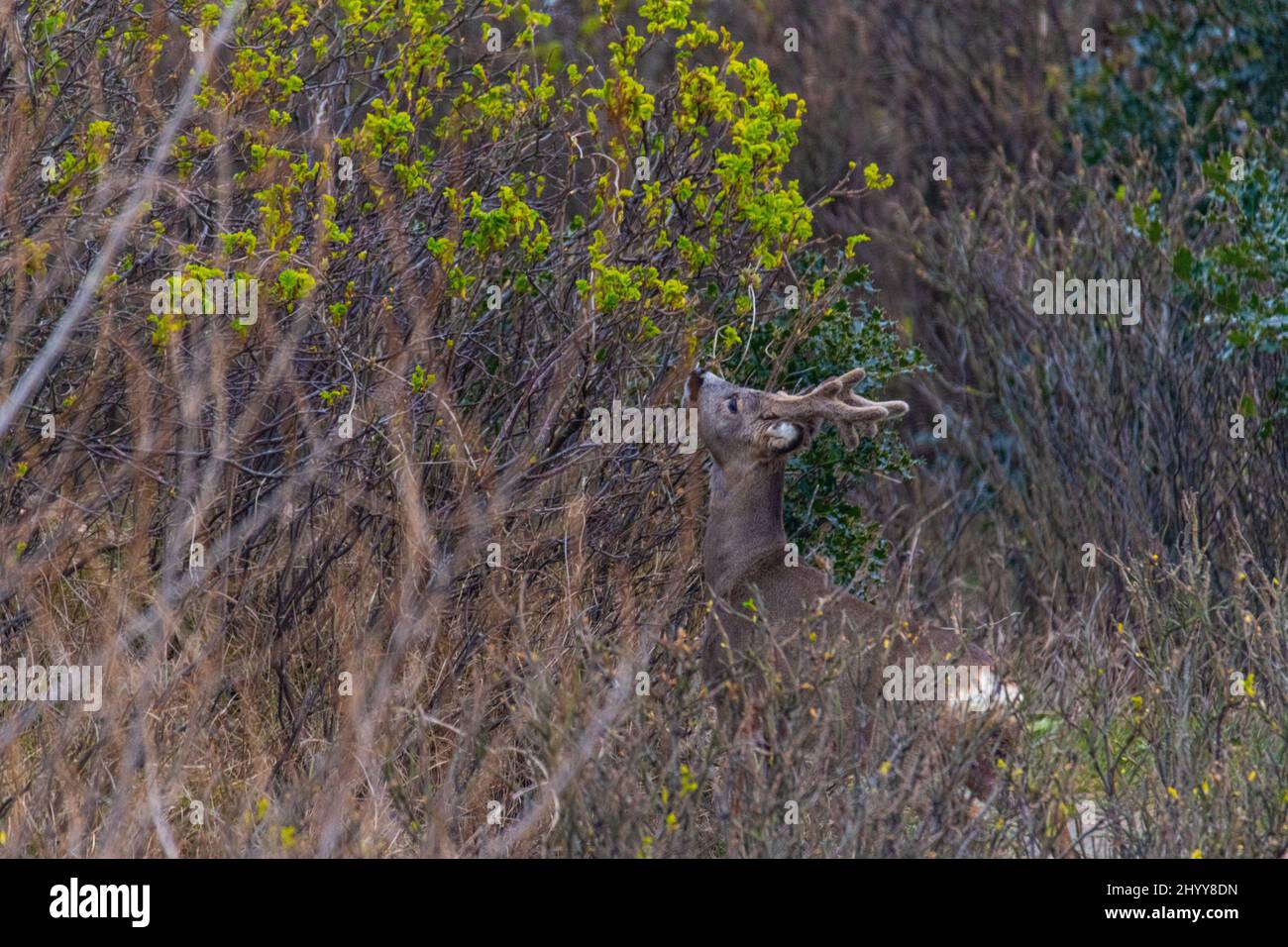 Deer  looking for food in the undergrowth on the island of Juist Stock Photo