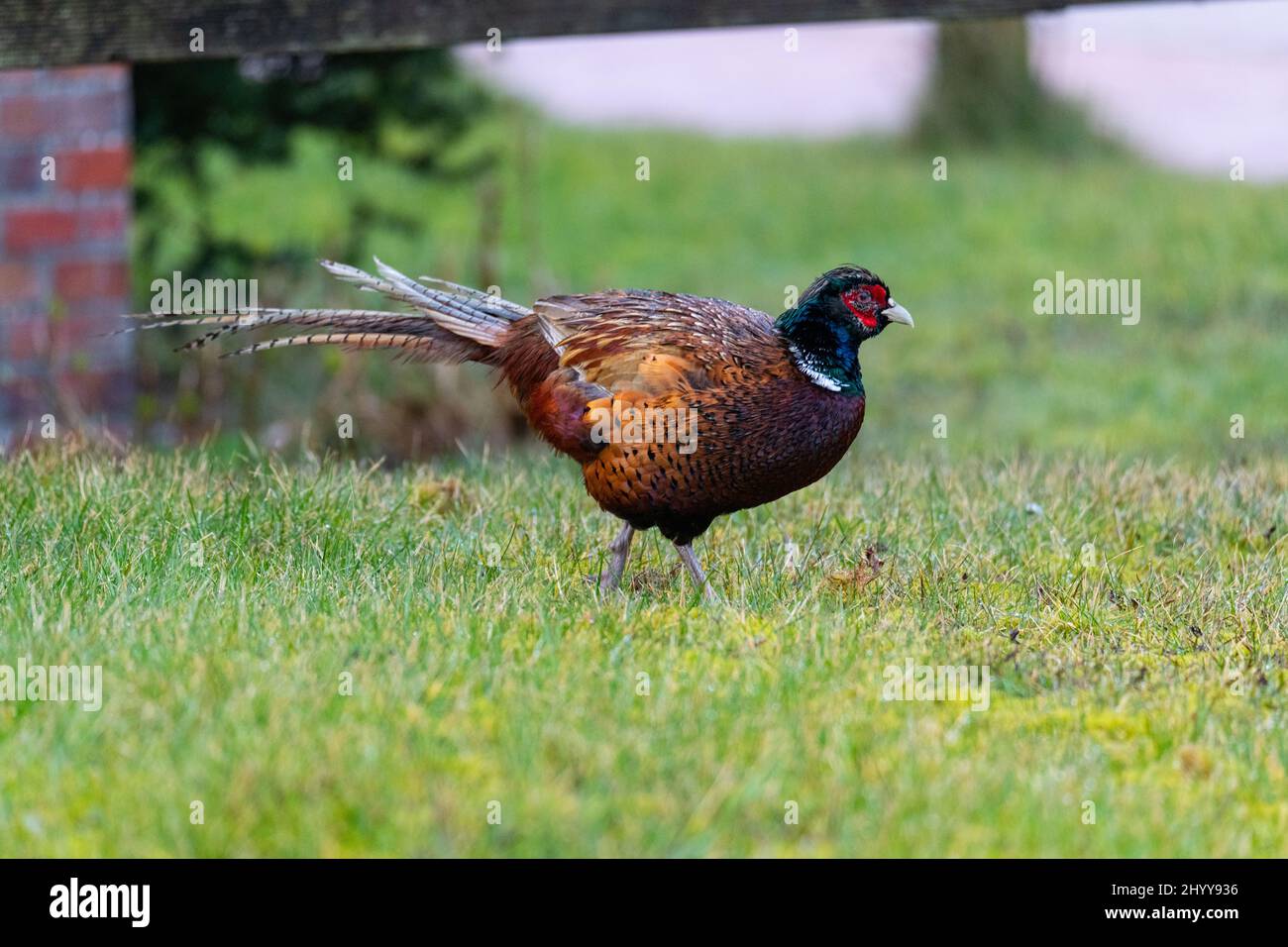 A  pheasant runs through the middle of the town on the island of Juist Stock Photo