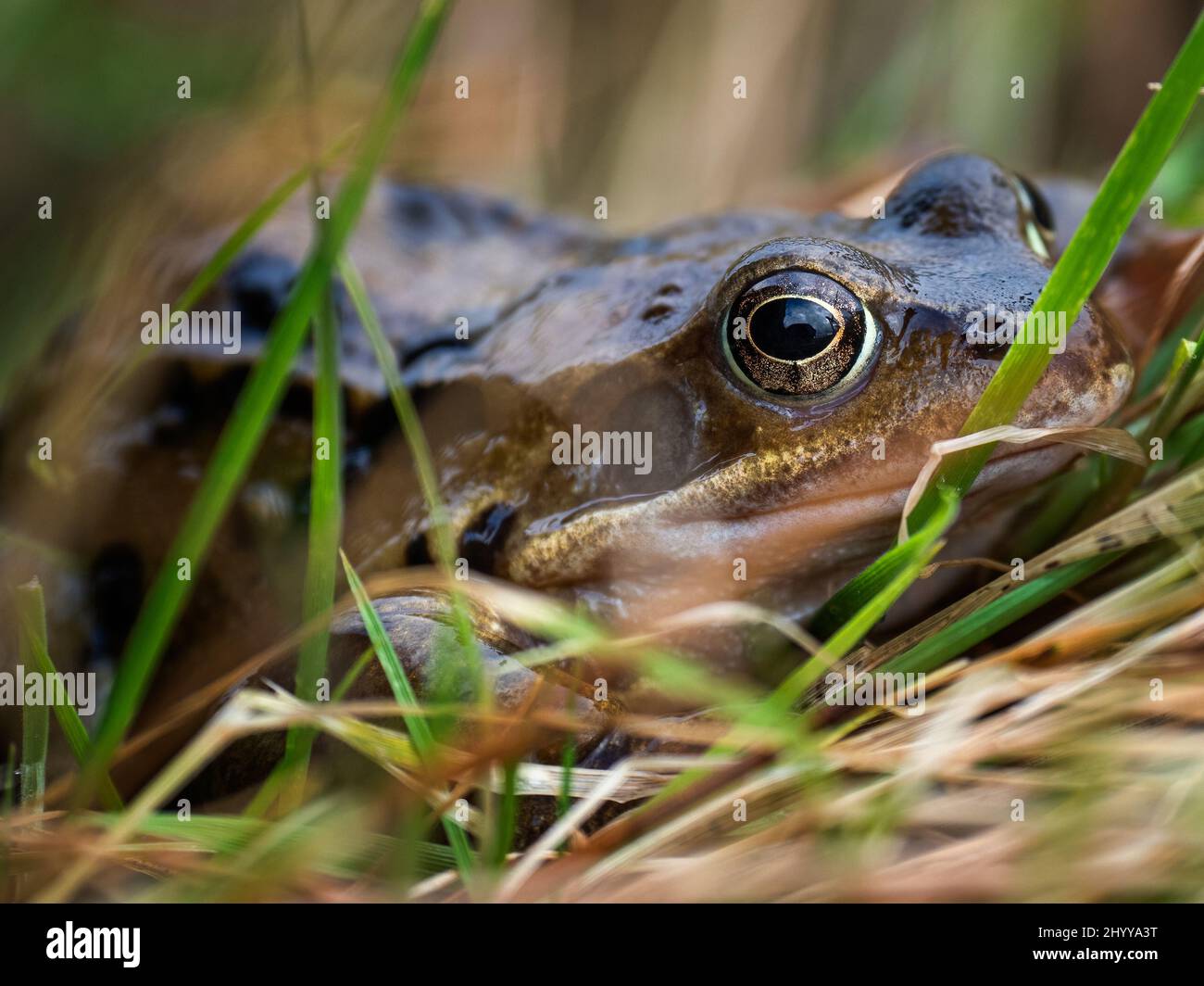The common frog, also known as the European common frog (Rana temporaria) Stock Photo