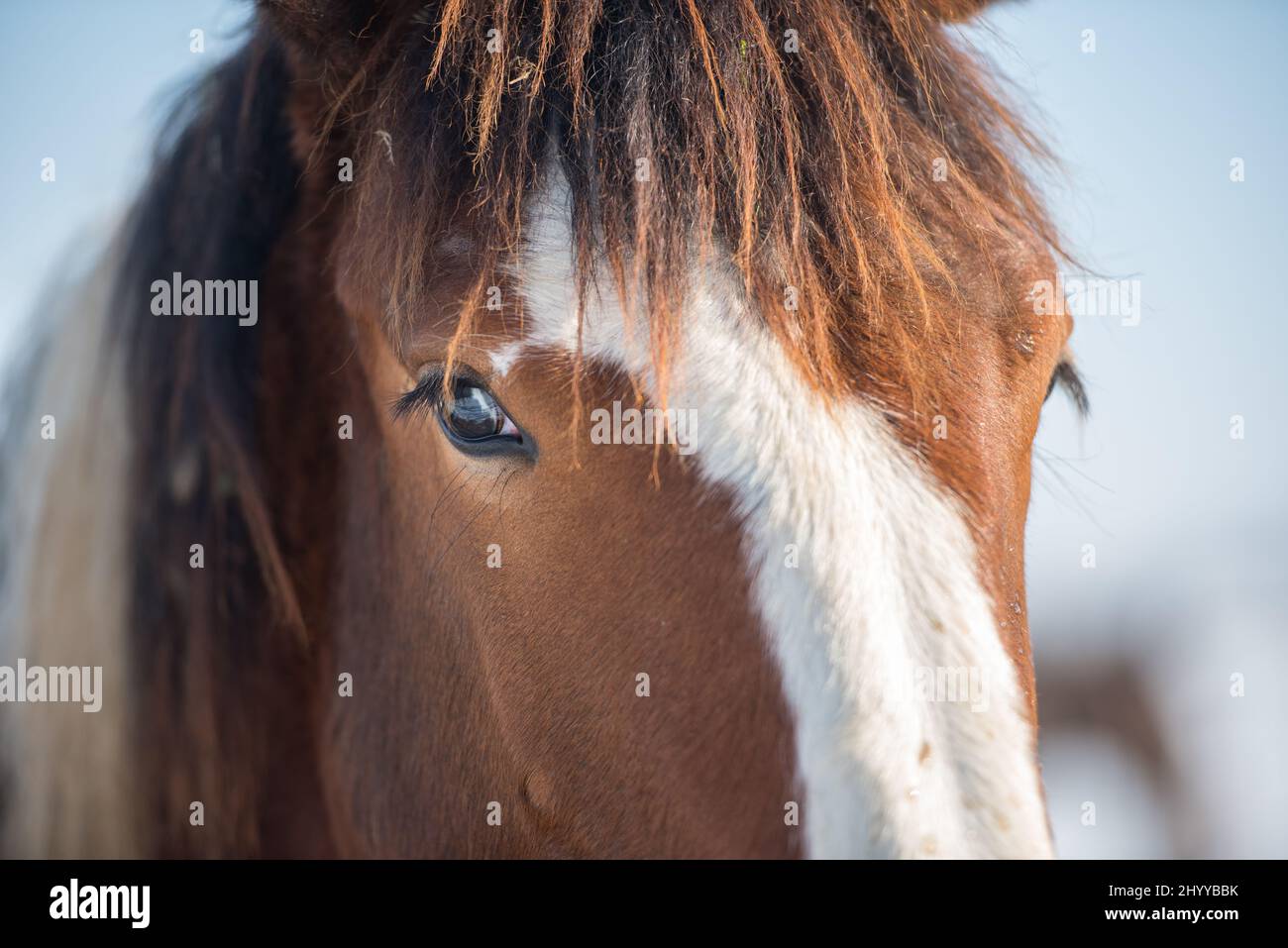 Closeup of a beautiful brown horse's forehead with a white stripe birthmark Stock Photo