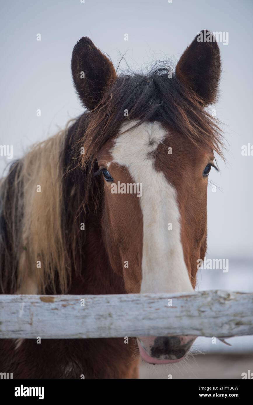 Portrait of a beautiful brown horse's forehead with a white stripe birthmark Stock Photo