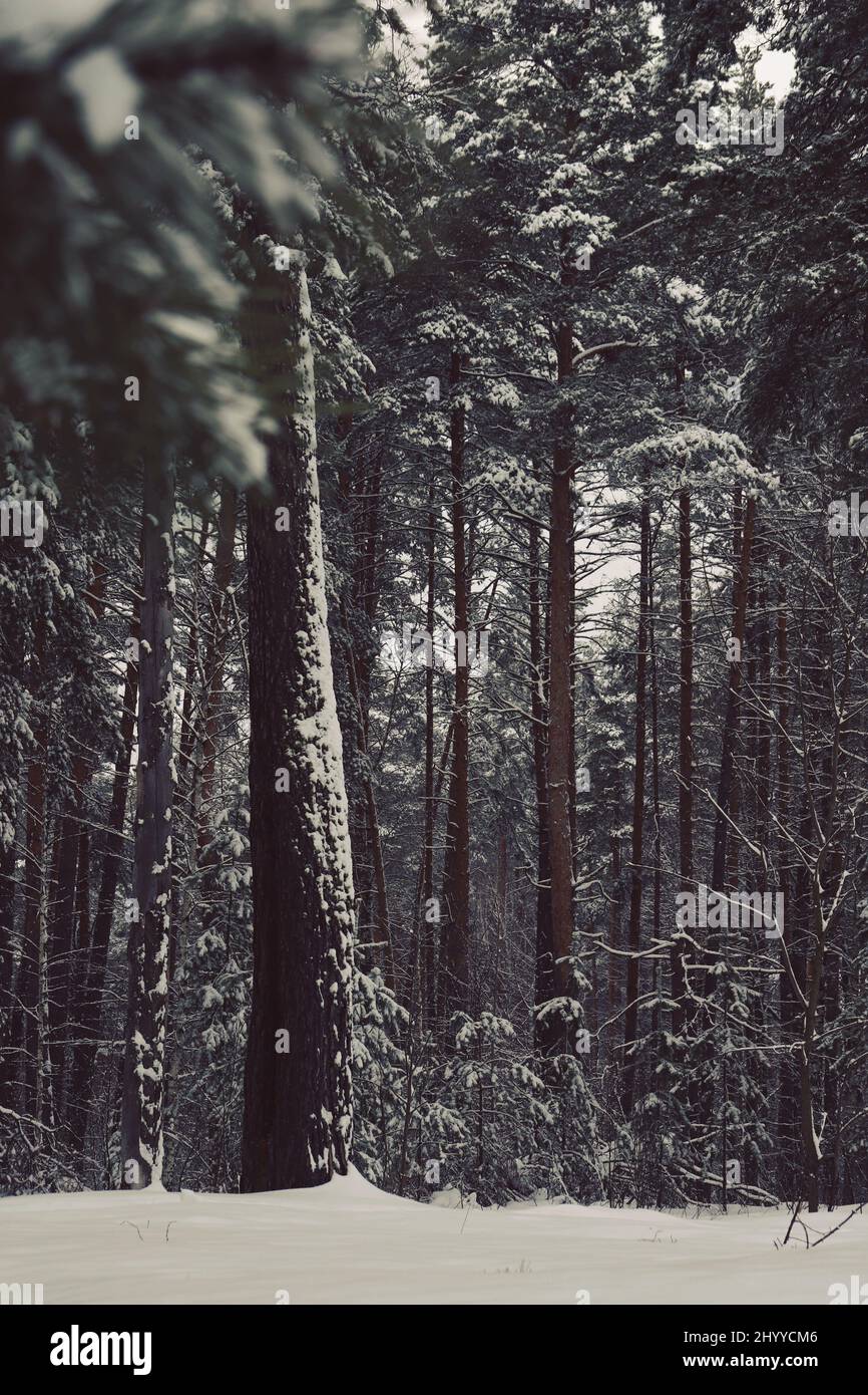Pine forest in snowfall. Winter snowy landscape. Snow forest background ...