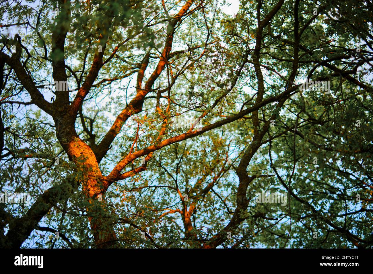 Sunset oak trees sunlight hi-res stock photography and images - Alamy