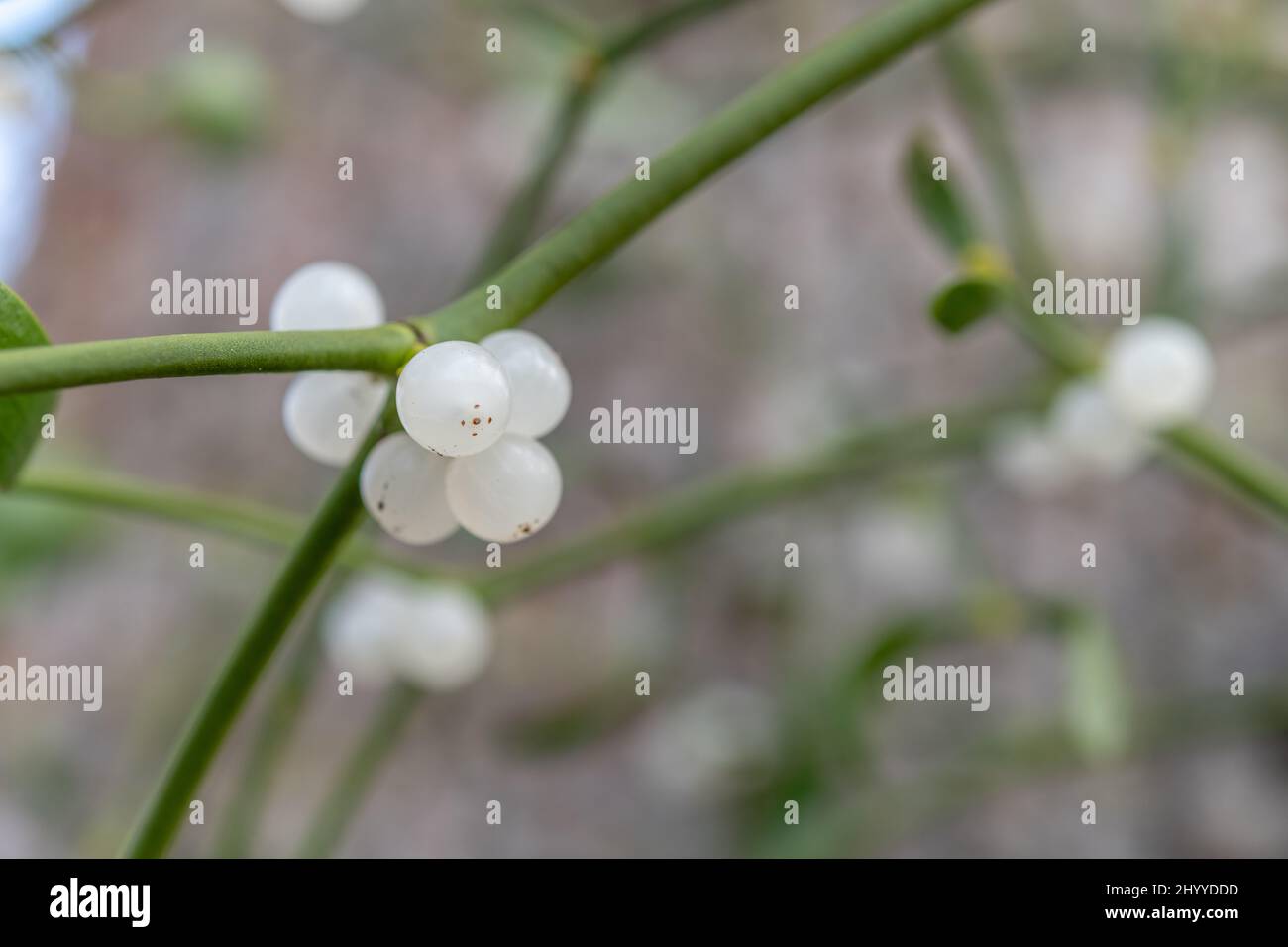 Viscum Mistletoe fruit (Viscum album) in marsh, parasitic plant attached to a ...