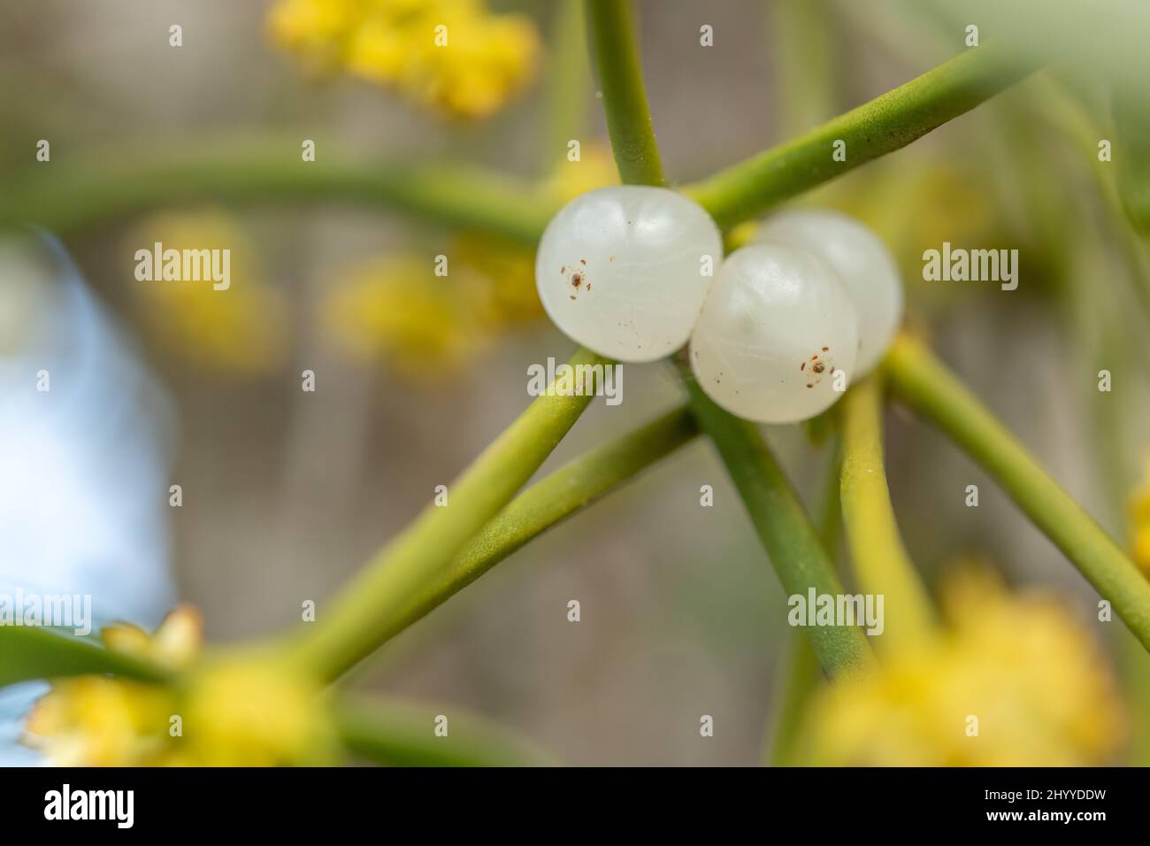 Viscum Mistletoe fruit (Viscum album) in marsh, parasitic plant attached to a ...