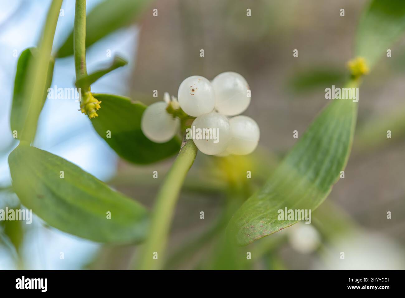 Viscum Mistletoe fruit (Viscum album) in marsh, parasitic plant attached to a ...
