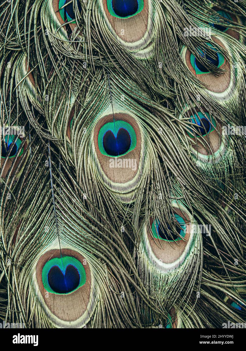 Colorful peacock feathers in pattern. Peacock tail feather in detail. Nature background Stock Photo