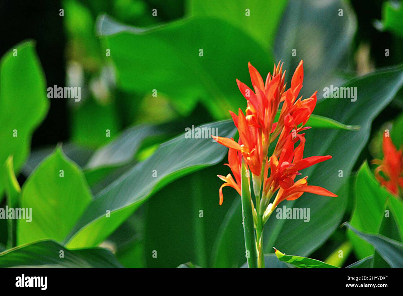 plant plastic container 4