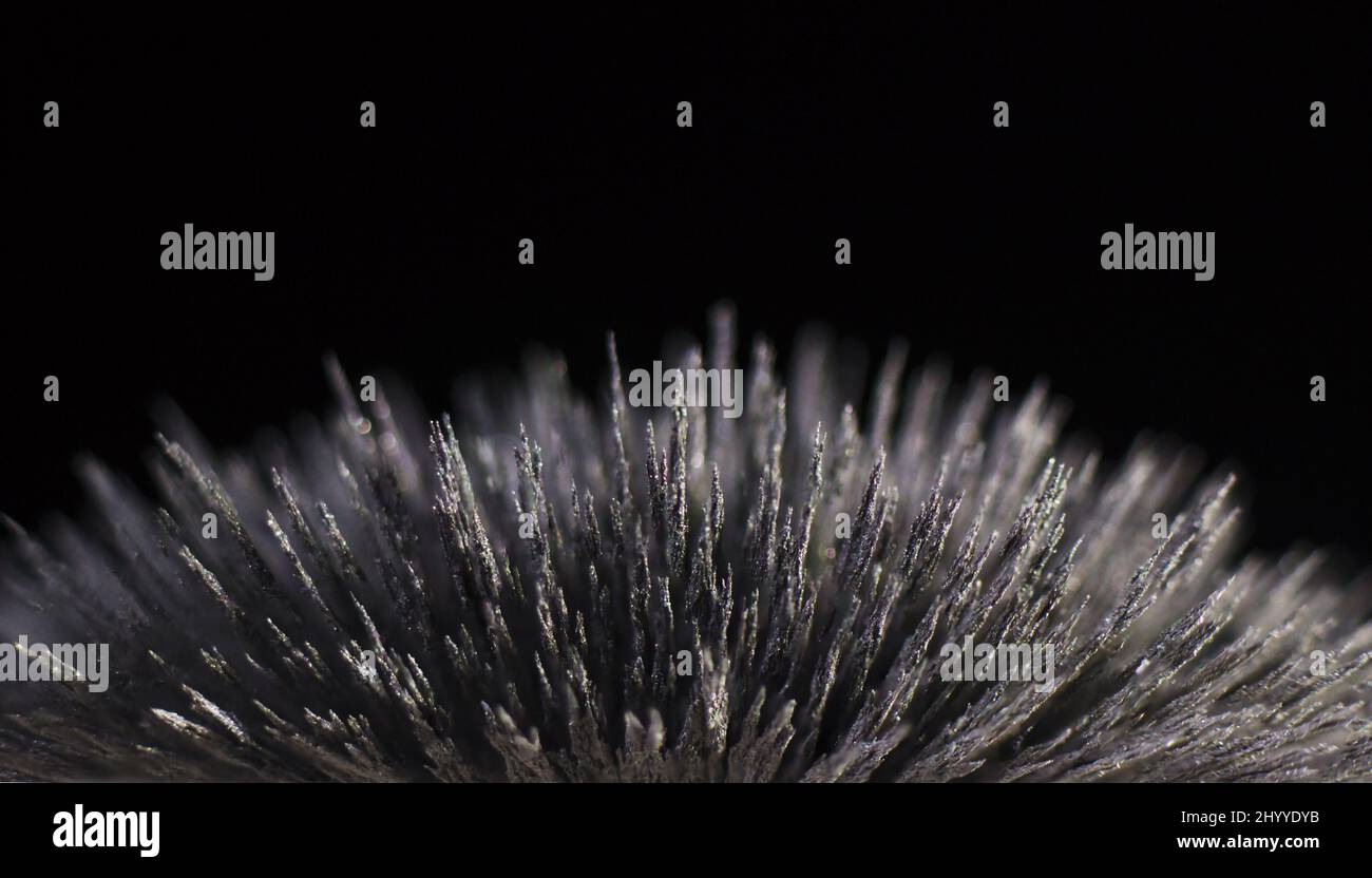 Dust reaction to the field of a strong neodymium on a