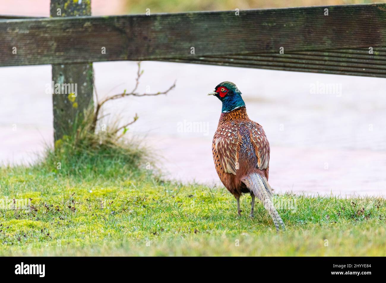 A  pheasant runs through the middle of the town on the island of Juist Stock Photo