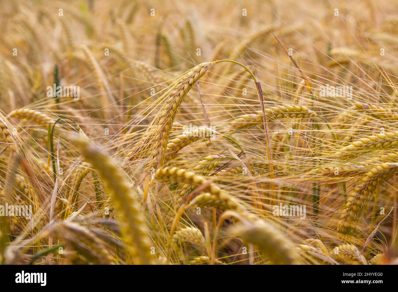 Close up macro shot of golden field of barley crops growing on farm Stock Photo