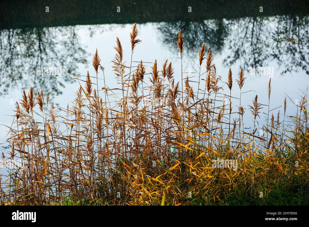 Dry reed seeds by a beautiful lake during the daytime Stock Photo Alamy