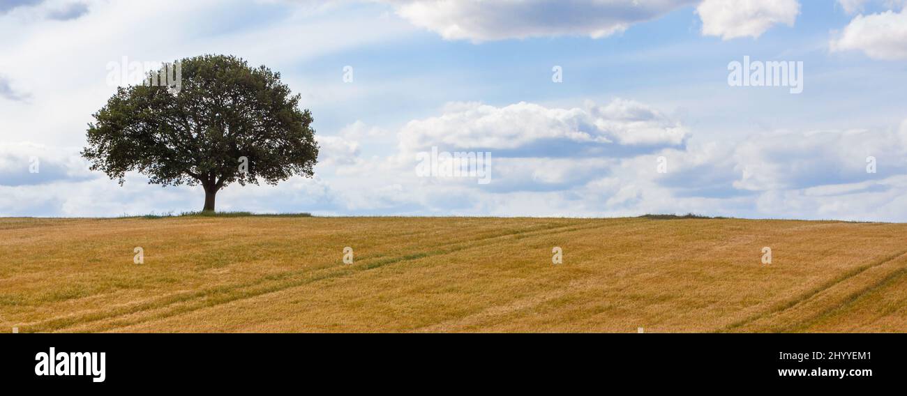 Panorama oak tree on the horizon in a field of wheat or Barley ...
