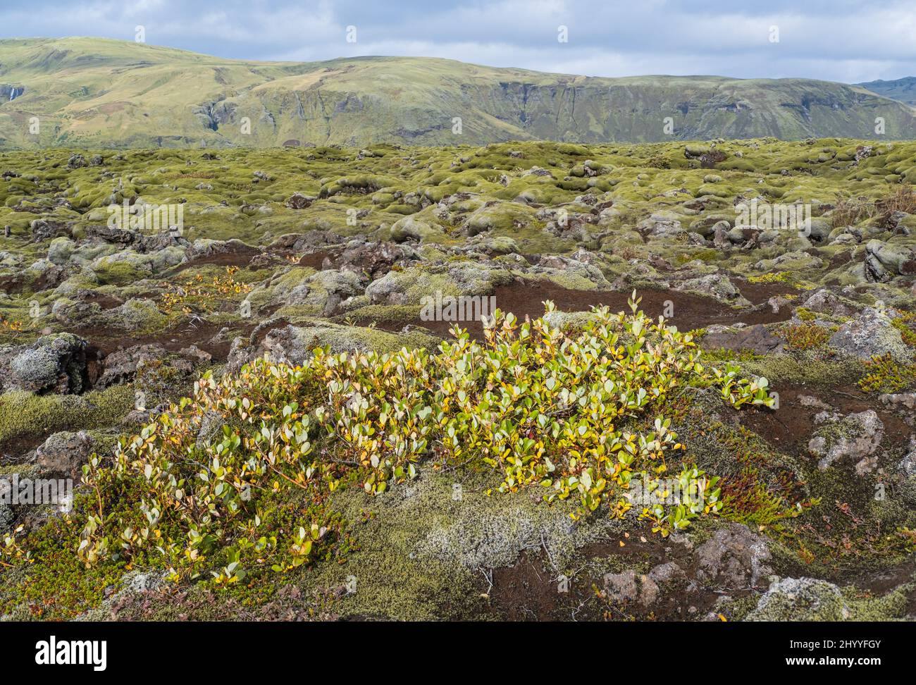 Scenic autumn green lava fields near Fjadrargljufur  Canyon in Iceland. Green  moss on volcanic lava stones. Unique lava fields growth after Laki volc Stock Photo