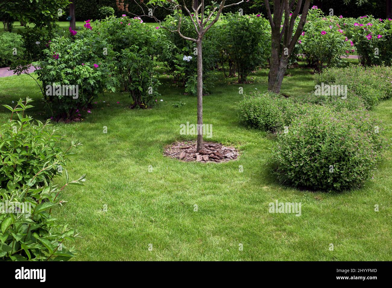 a scenic park with deciduous bushes with bloom and trees mulching with tree bark in a garden with plants and copy space meadow of turf lawn, nobody. Stock Photo