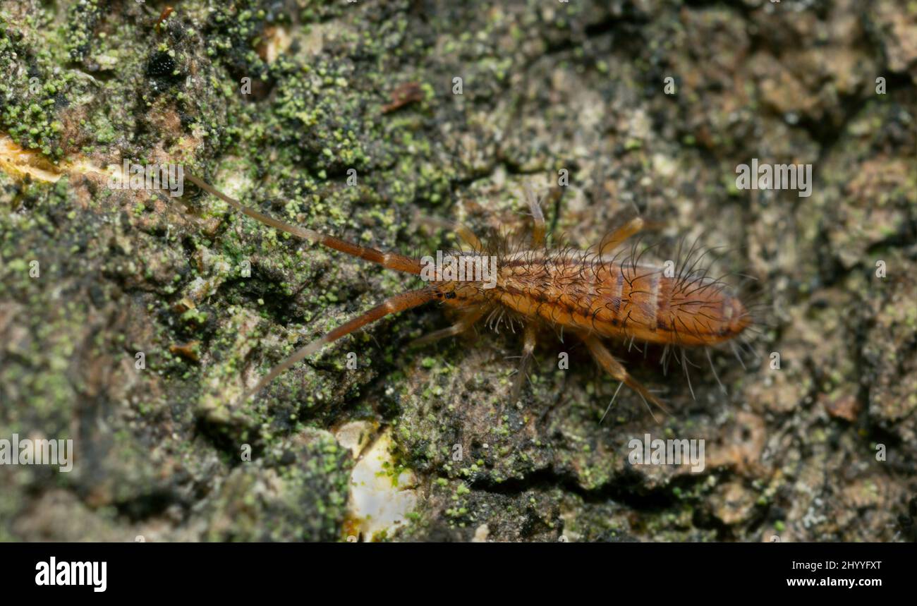 Springtail on bark, extreme close-up with high magnification Stock Photo
