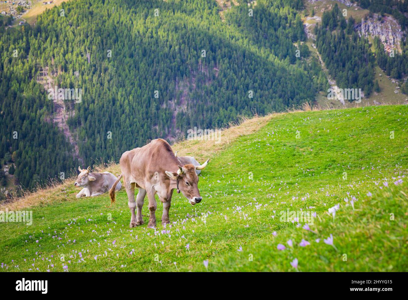 Alpine cow. Cows graze on alpine hills. Close shoot of cows standing in the mountain pasture in Switzerland Stock Photo