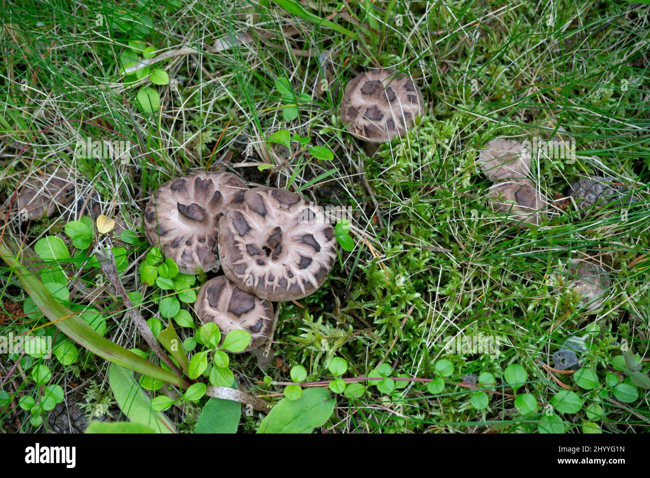 Top view of scaly tooth fungus, Sarcodon squamosus growing in natural environment Stock Photo