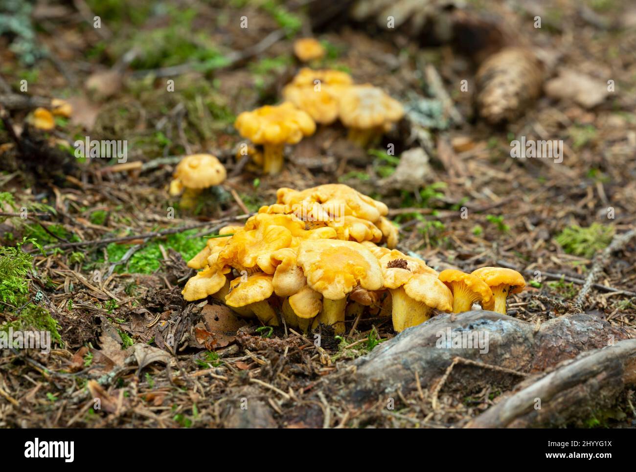 Young fruiting bodies of Golden chanterelle, Cantharellus cibarius in natural environment Stock Photo