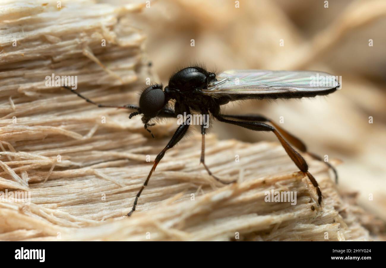 March flie, Bibio on wood, macro photo Stock Photo