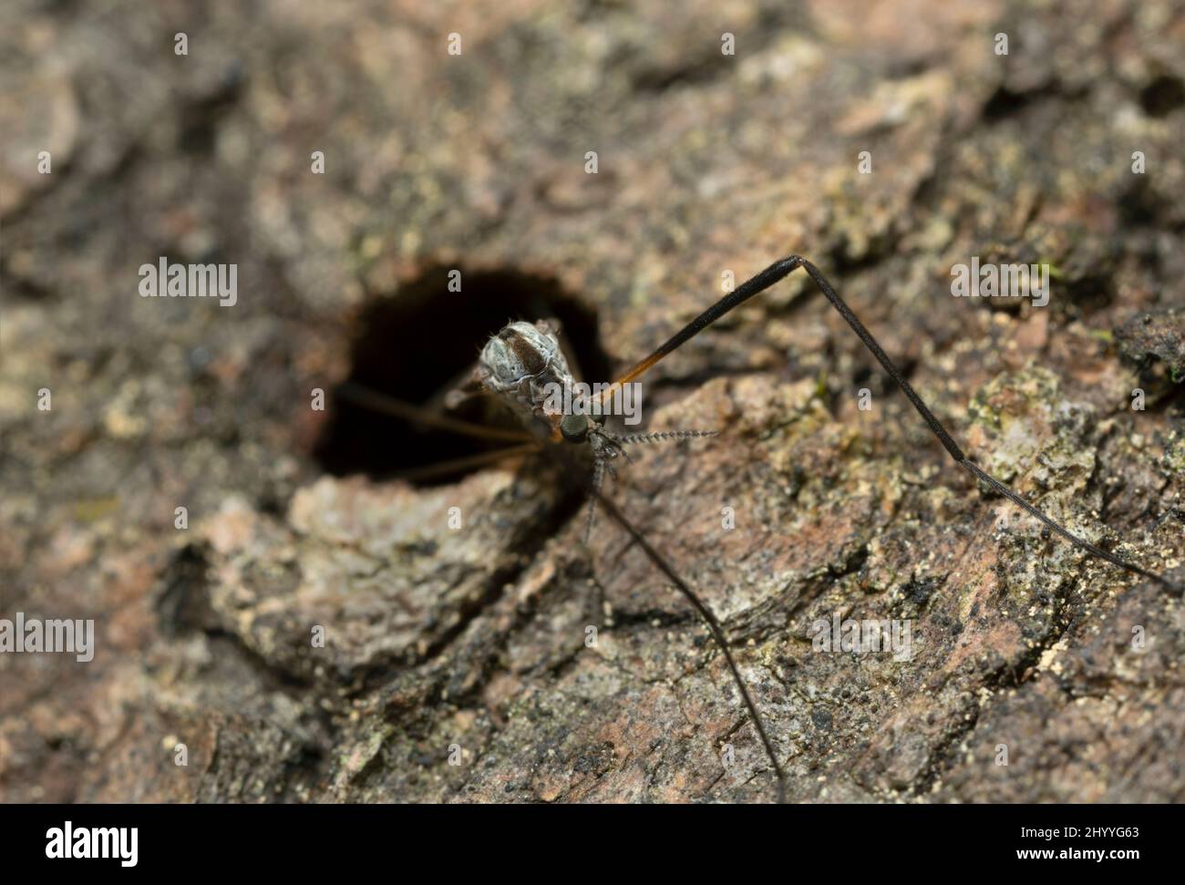 Female limonid, crane fly, Rhipidia uniseriata laying eggs in hole in