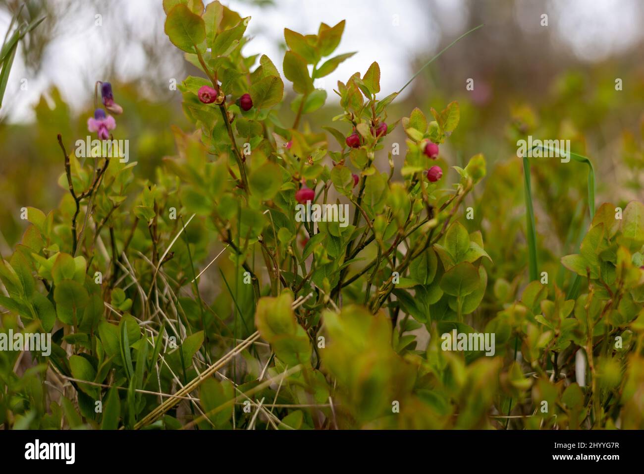 Pink blueberry plant with fruits and light green leaf under a bright sunlight Stock Photo Alamy