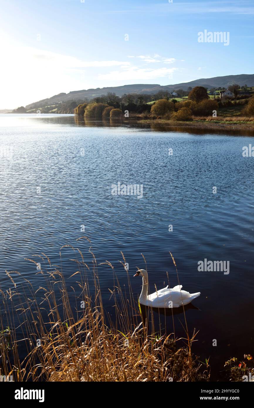 A swan sits on Camlough, Ring of Gullion, County Armagh, Northern Ireland Stock Photo