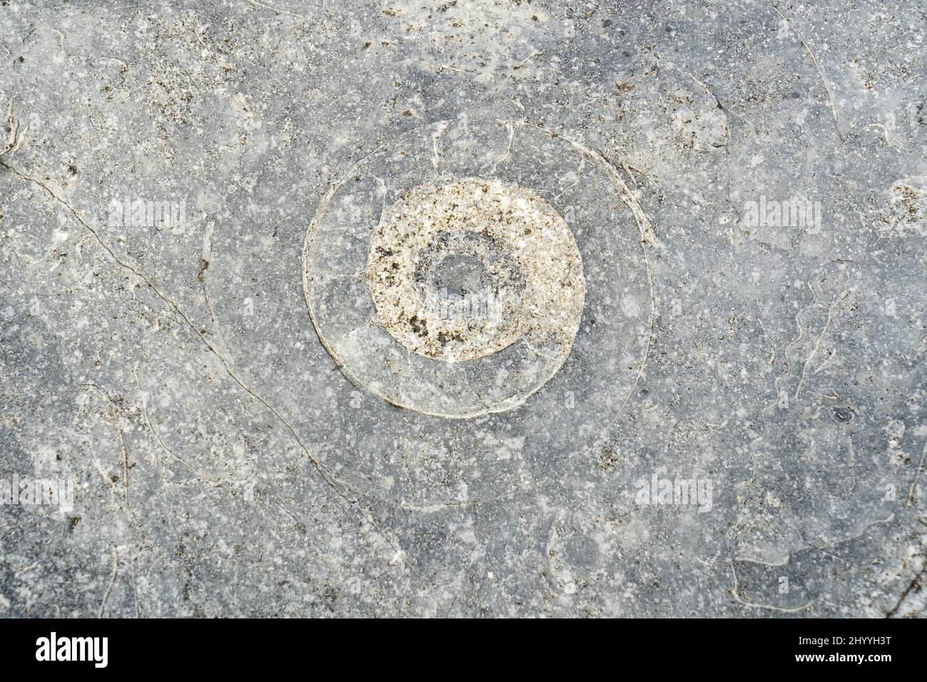 Closeup of fossils in the ammonite pavement at Lyme Regis on the