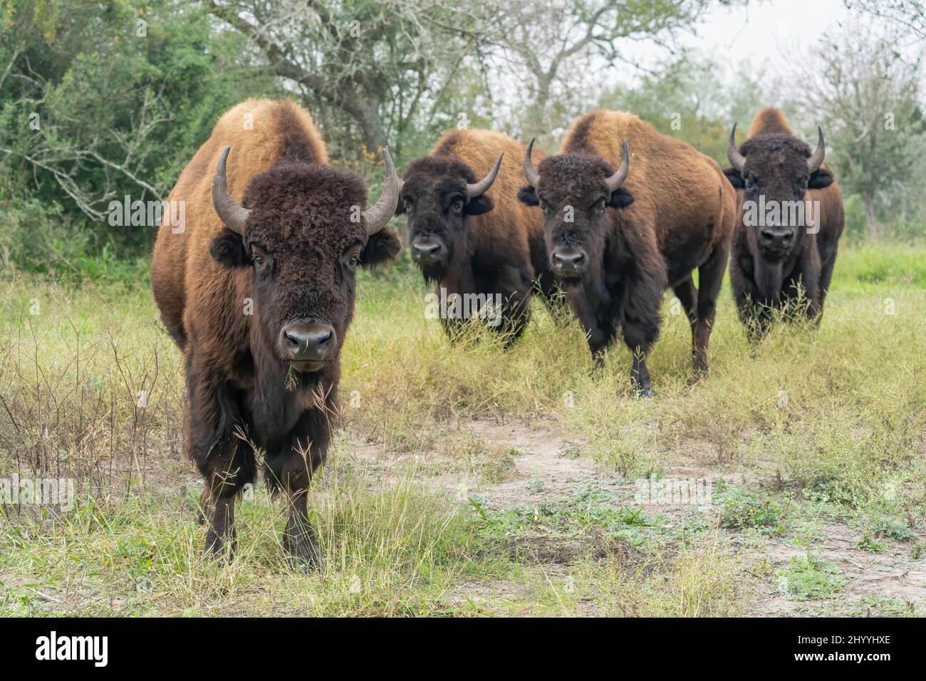 American Bison roaming free in an 800acre private reserve in south