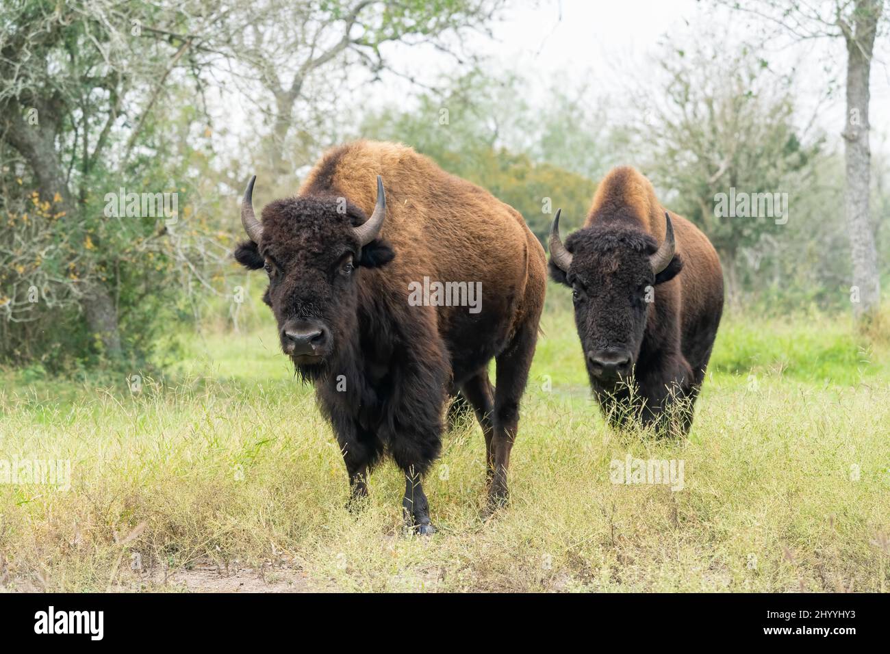 Texas bison range hi-res stock photography and images - Alamy