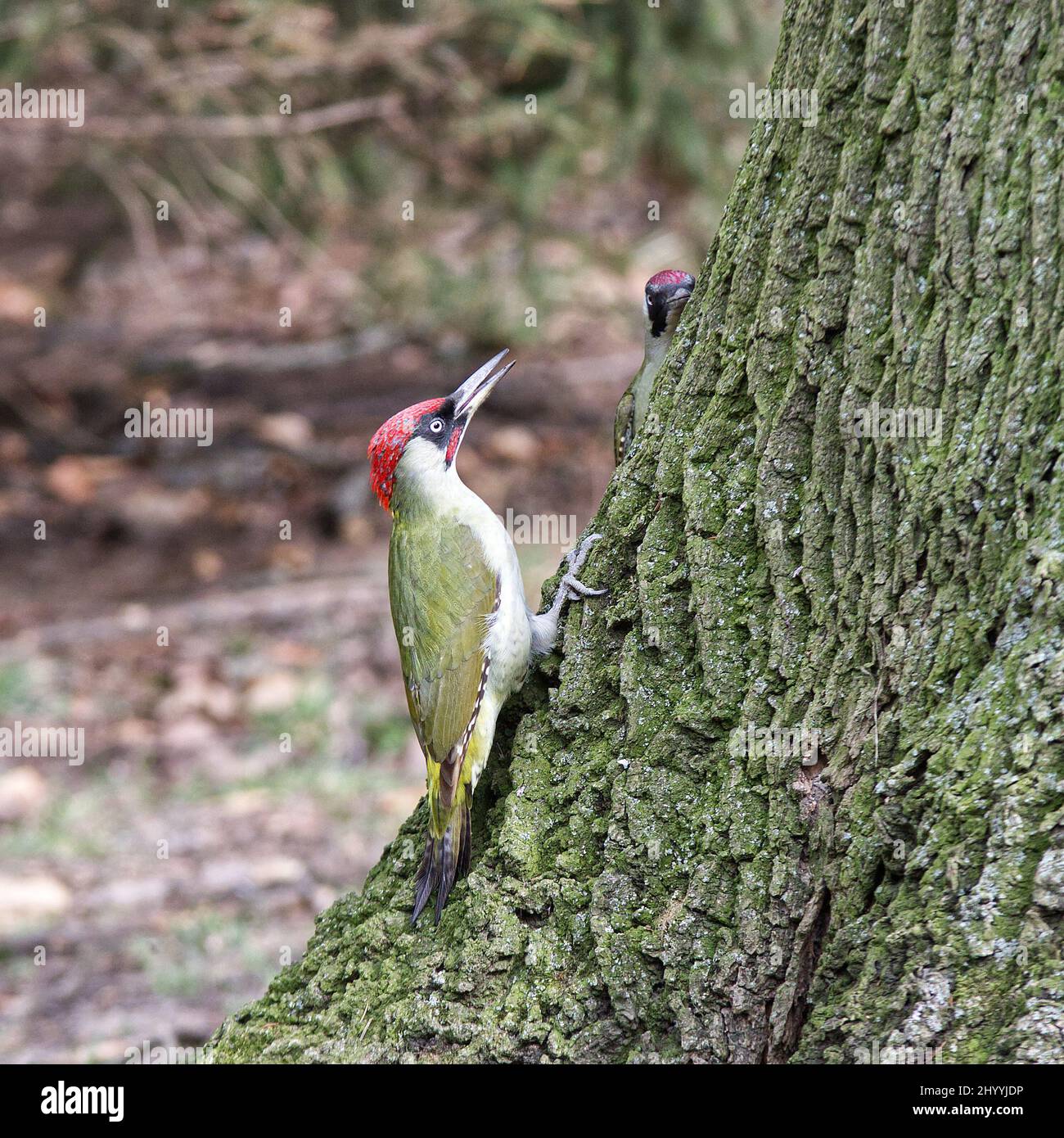 A pair of European green woodpeckers, Picus viridis possibly both males, sitting at the base of a huge tree in the forest. Prague, Czech Republic, Eur Stock Photo