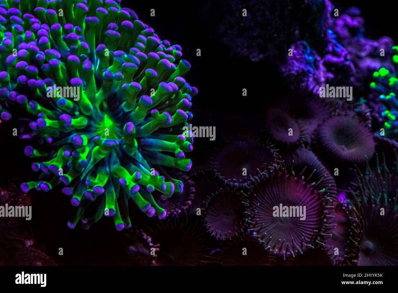 Closeup of undersea colorful Palythoa corals Stock Photo