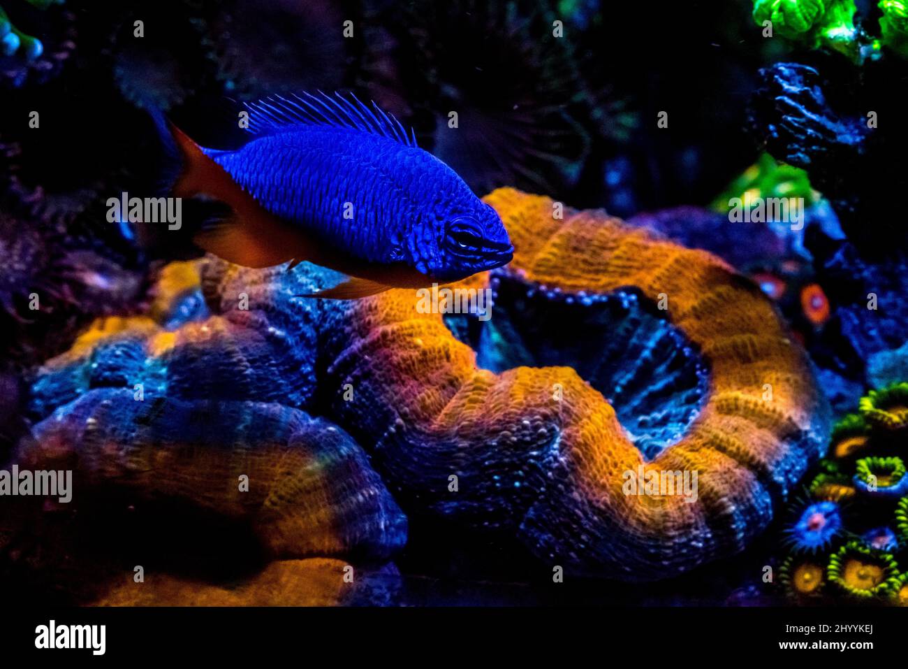 Underwater view of a Kupang Damsel Fish and Seaworld Reef Corals Stock Photo