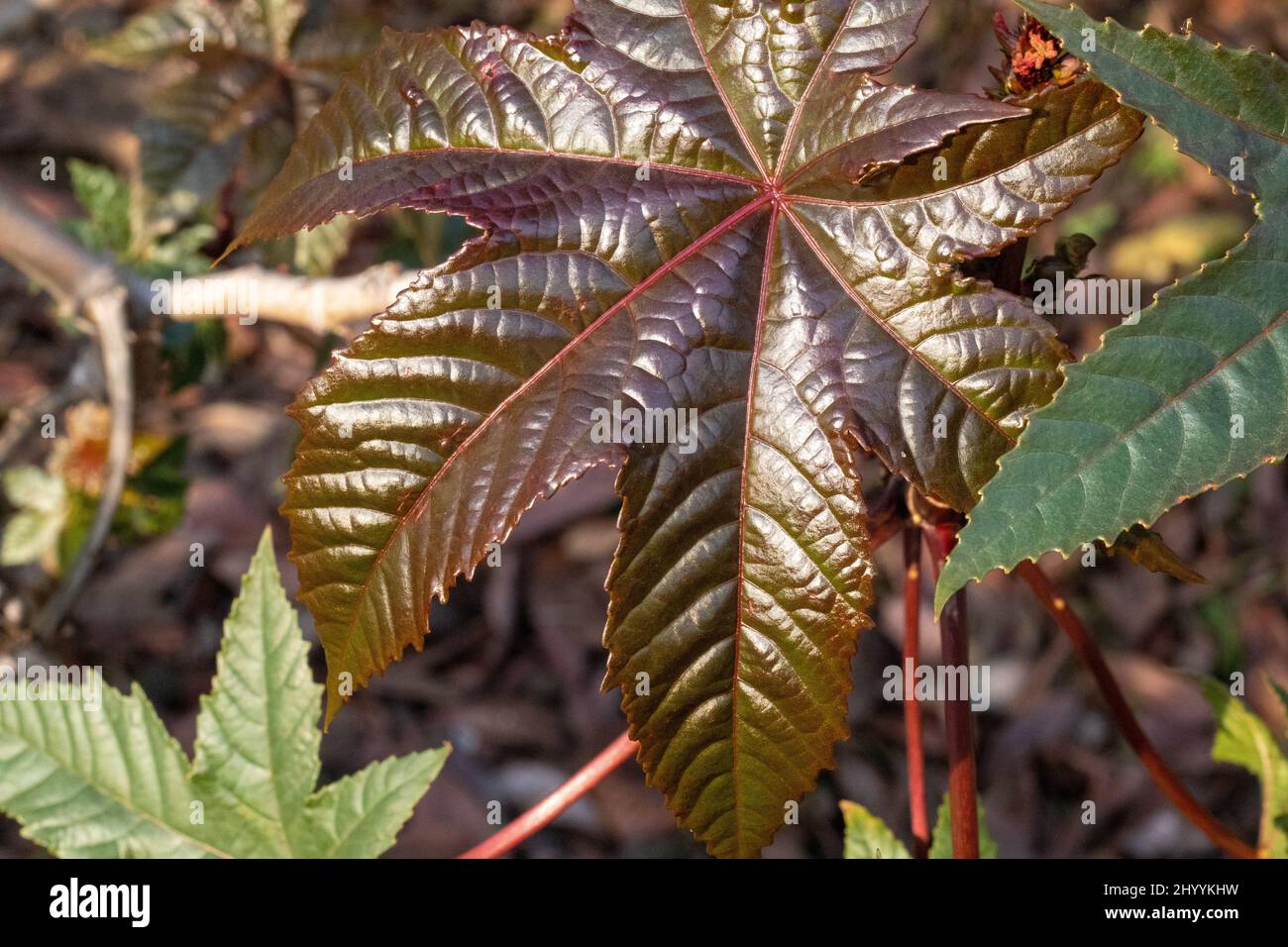 Closeup of a wide fresh leave of a plant under a bright sunlight Stock